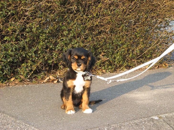 Cavalier king charles spaniel Nano (Elimosa 007 James) - Den dag vi hentede Nano :-) billede 14