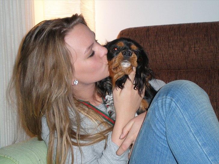 Cavalier king charles spaniel Nano (Elimosa 007 James) - MØSSER!!!!  billede 15