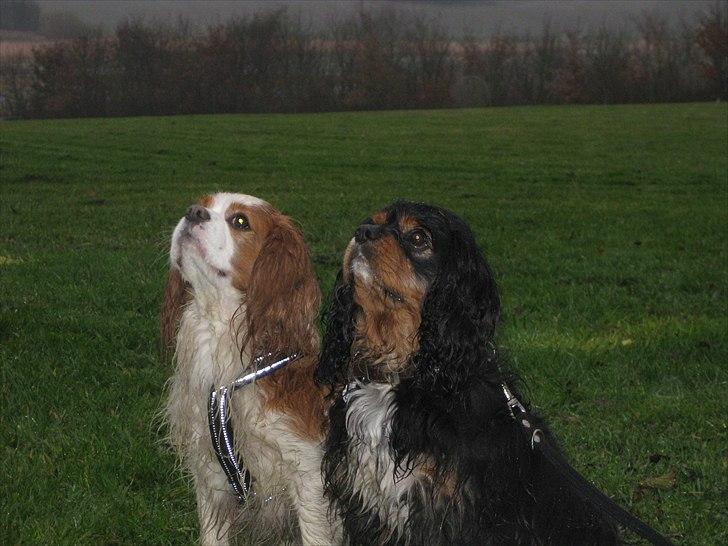 Cavalier king charles spaniel Nano (Elimosa 007 James) - Nano sammen med han far :-) billede 16
