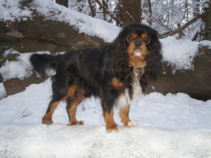 Cavalier king charles spaniel Nano (Elimosa 007 James) - Leg i sneen ;-) billede 17