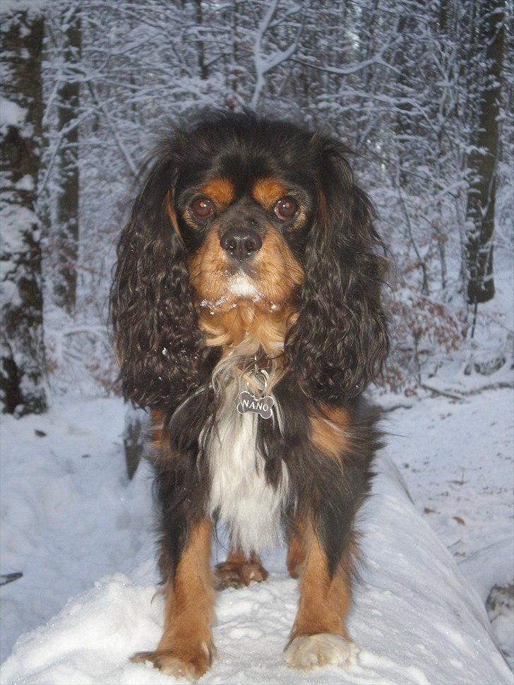Cavalier king charles spaniel Nano (Elimosa 007 James) - Min flotte hund :-) billede 18