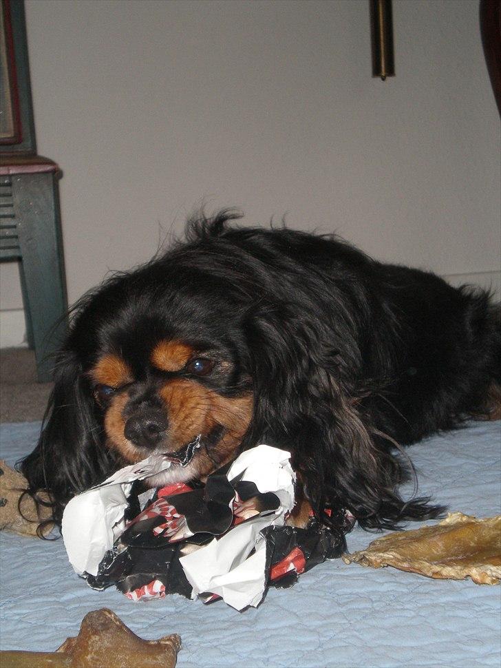 Cavalier king charles spaniel Nano (Elimosa 007 James) - Nano pakker gaver op :-) billede 19