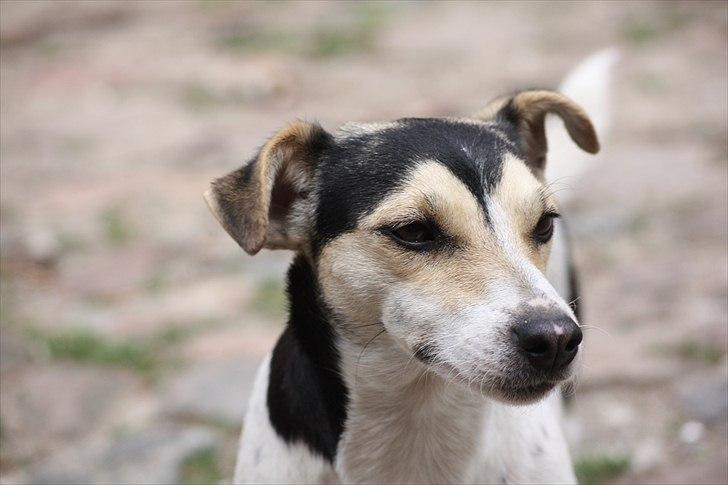 Jack russell terrier My billede 15