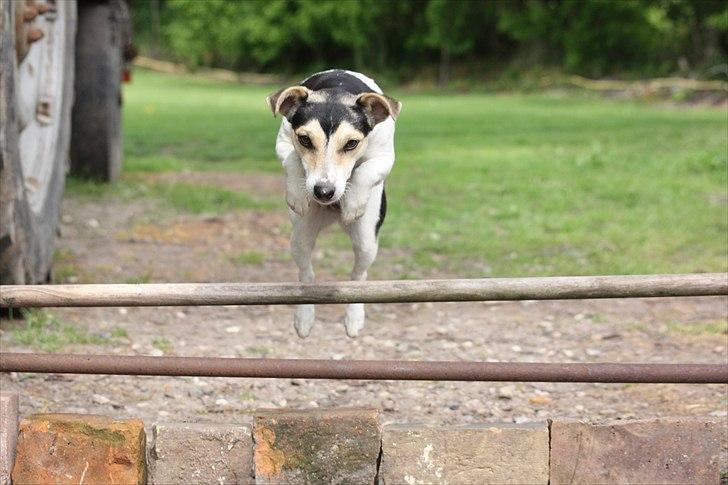 Jack russell terrier My billede 16