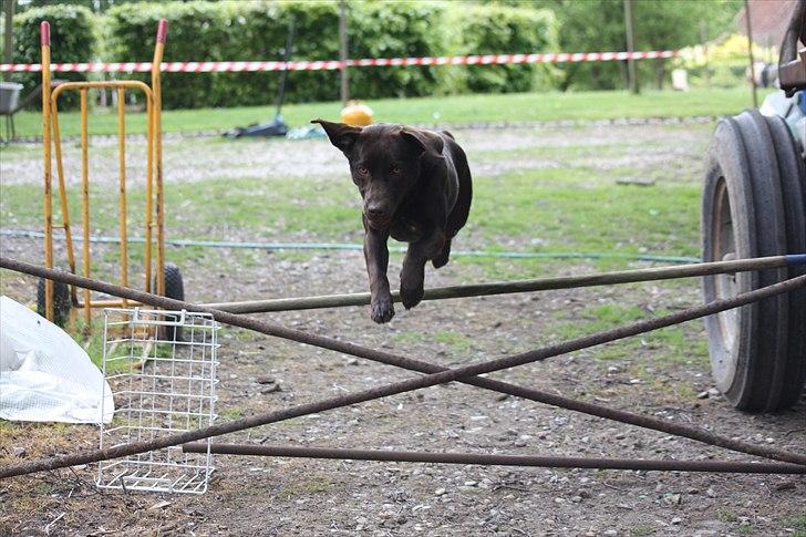 Labrador retriever Nuca billede 11