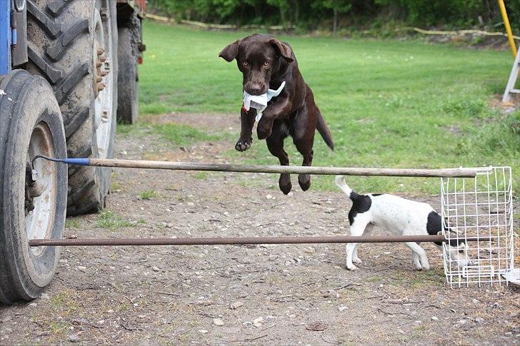 Labrador retriever Nuca billede 12