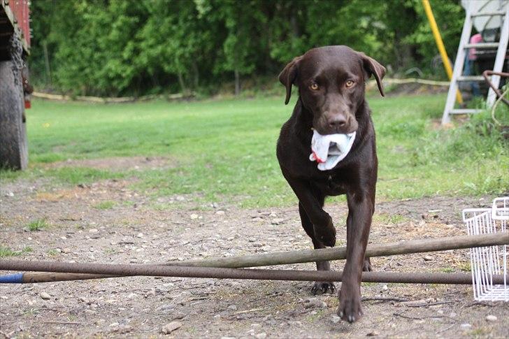 Labrador retriever Nuca billede 13