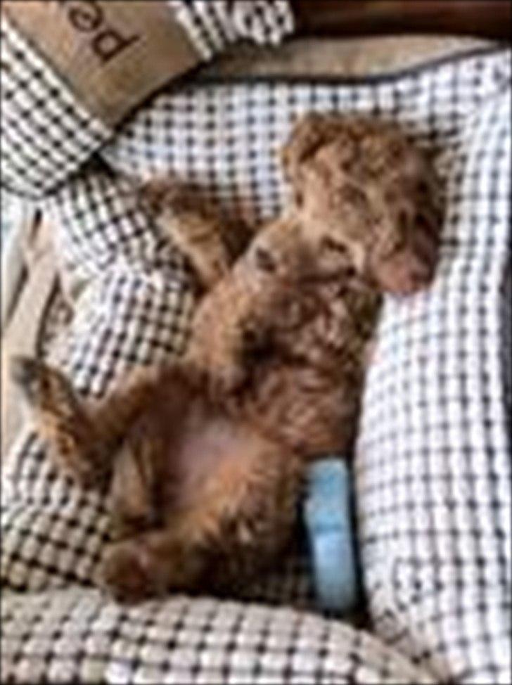 Dværgpuddel Thor billede 4