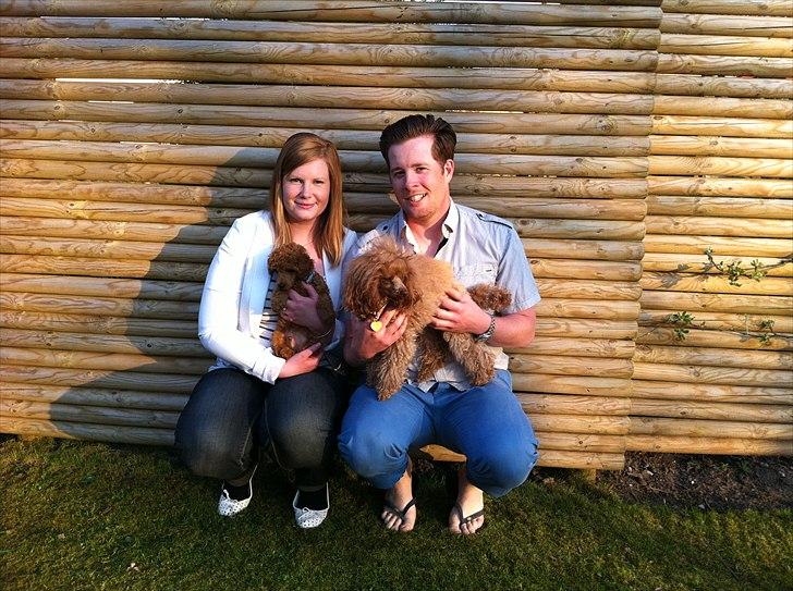 Dværgpuddel Thor billede 5