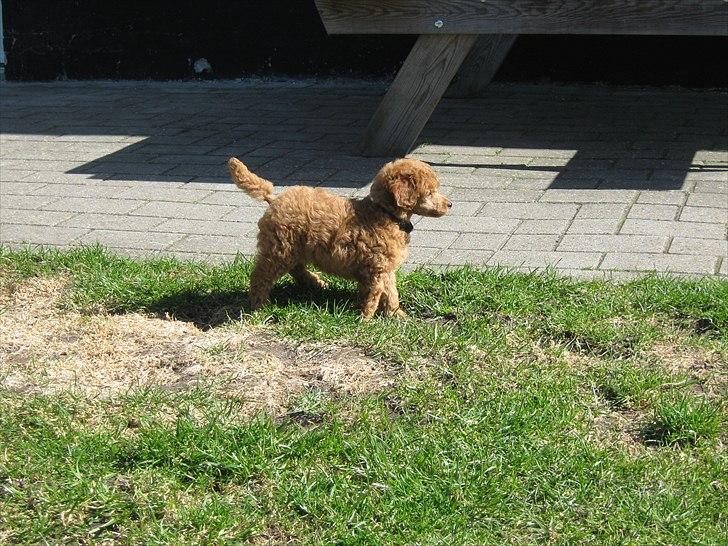 Dværgpuddel Thor billede 6
