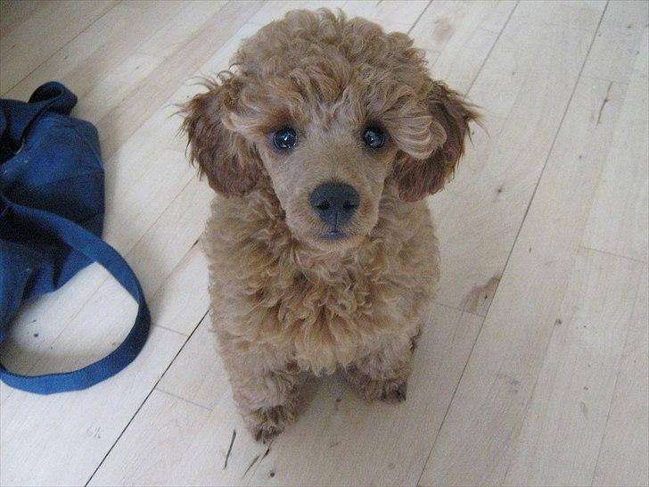 Dværgpuddel Thor billede 7