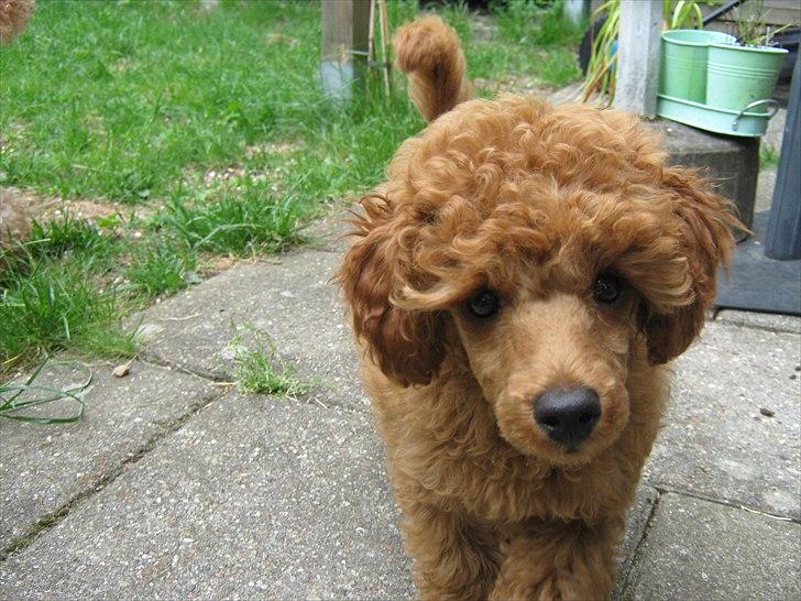 Dværgpuddel Thor billede 8