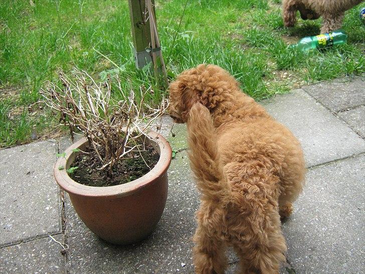Dværgpuddel Thor billede 9