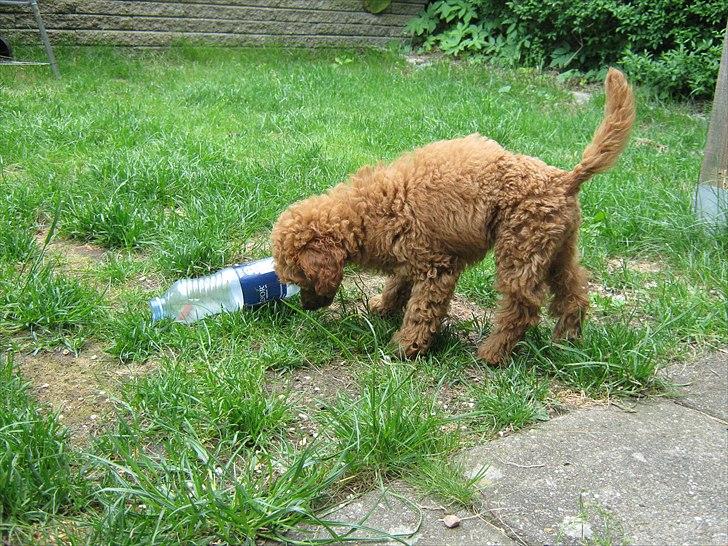 Dværgpuddel Thor billede 10