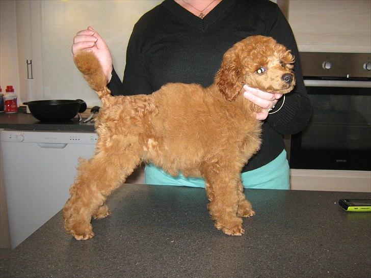 Dværgpuddel Thor billede 11