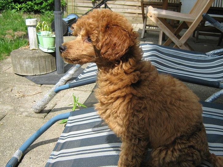 Dværgpuddel Thor billede 3