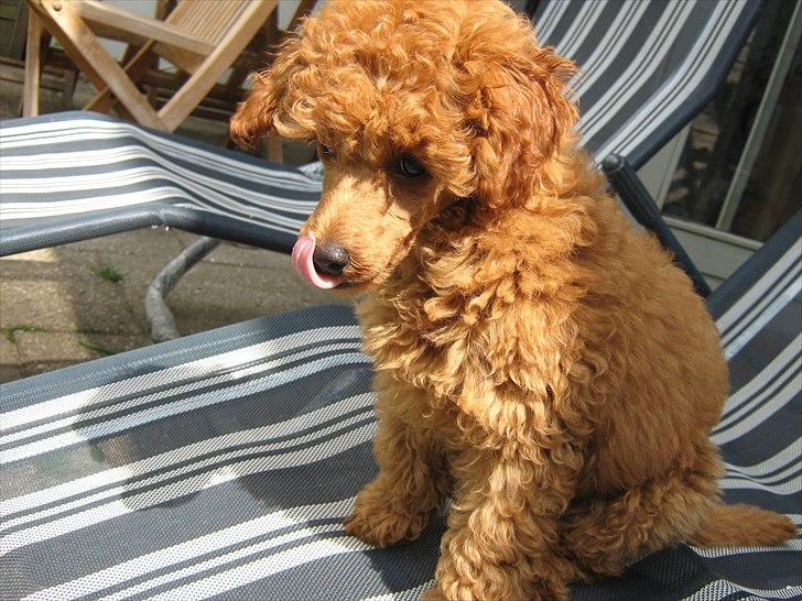 Dværgpuddel Thor billede 2