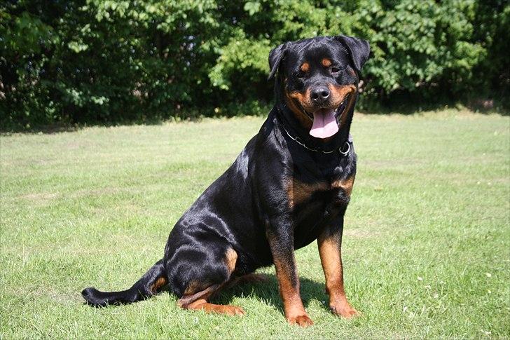 Rottweiler Haiki´s Aica - Aica, 25 mdr: billede 6