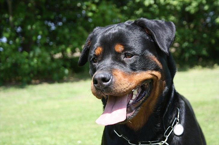 Rottweiler Haiki´s Aica - Aica, 25 mdr: billede 17