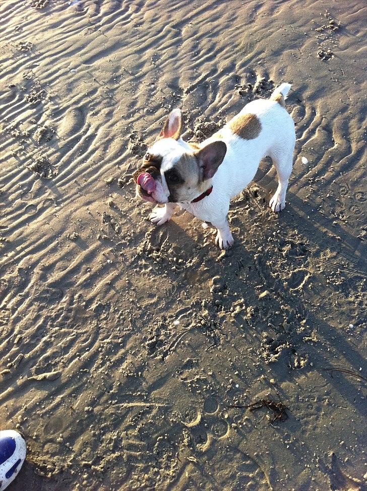 Fransk bulldog Sille - Sille på stranden billede 1