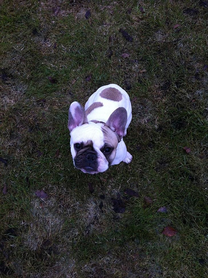 Fransk bulldog Sille billede 2