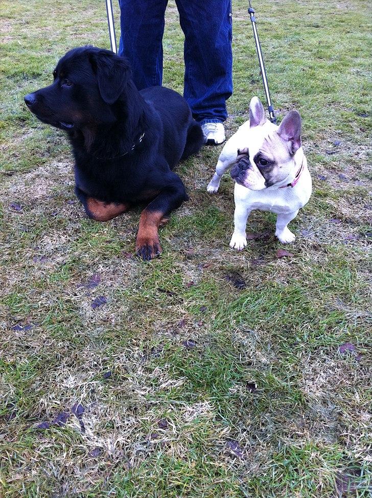 Fransk bulldog Sille billede 3