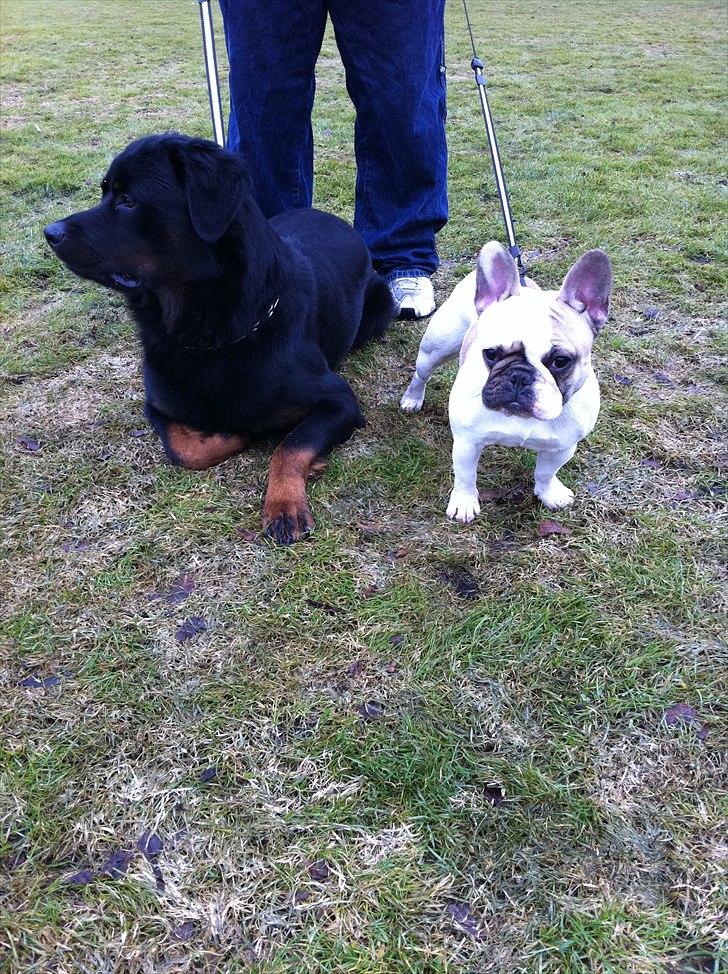 Fransk bulldog Sille billede 4