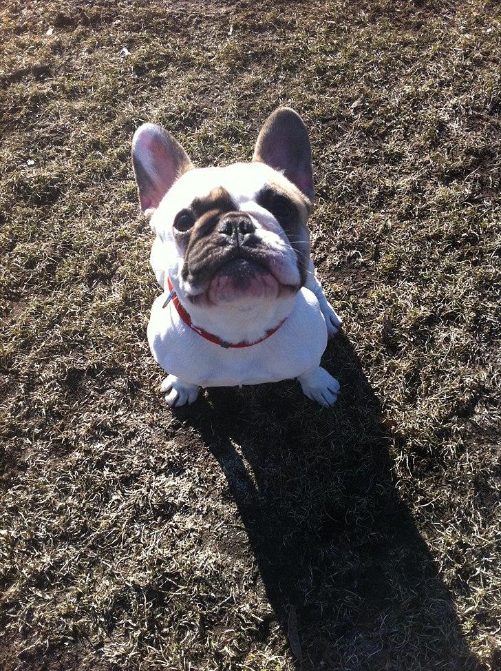 Fransk bulldog Sille - Sille på stranden billede 5