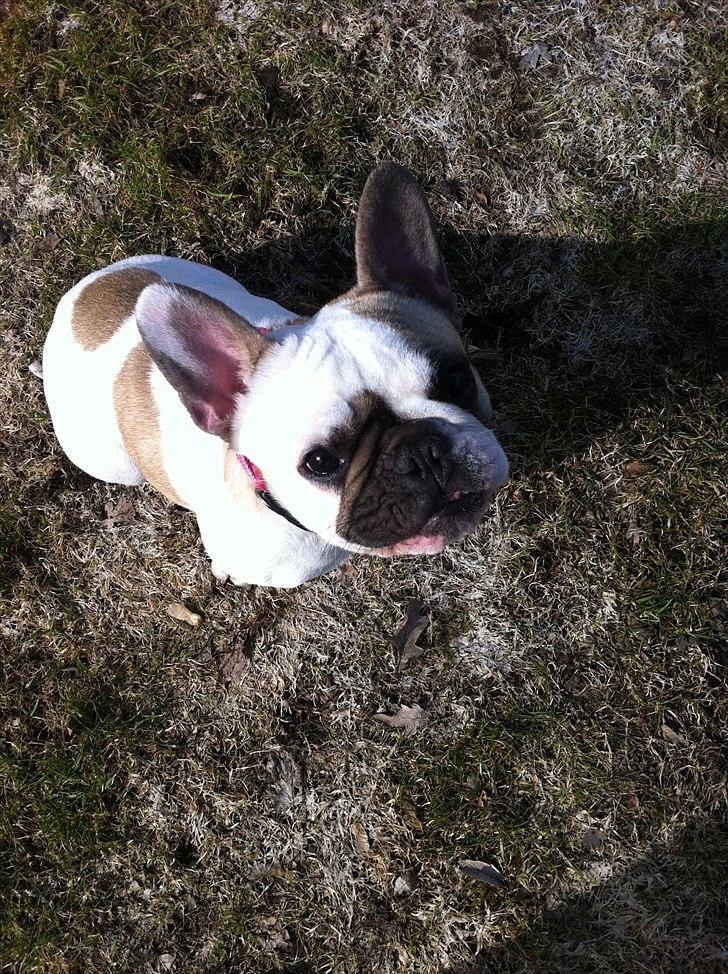 Fransk bulldog Sille billede 6