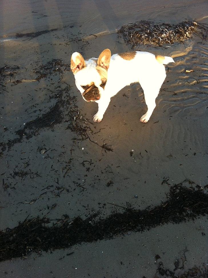 Fransk bulldog Sille billede 7