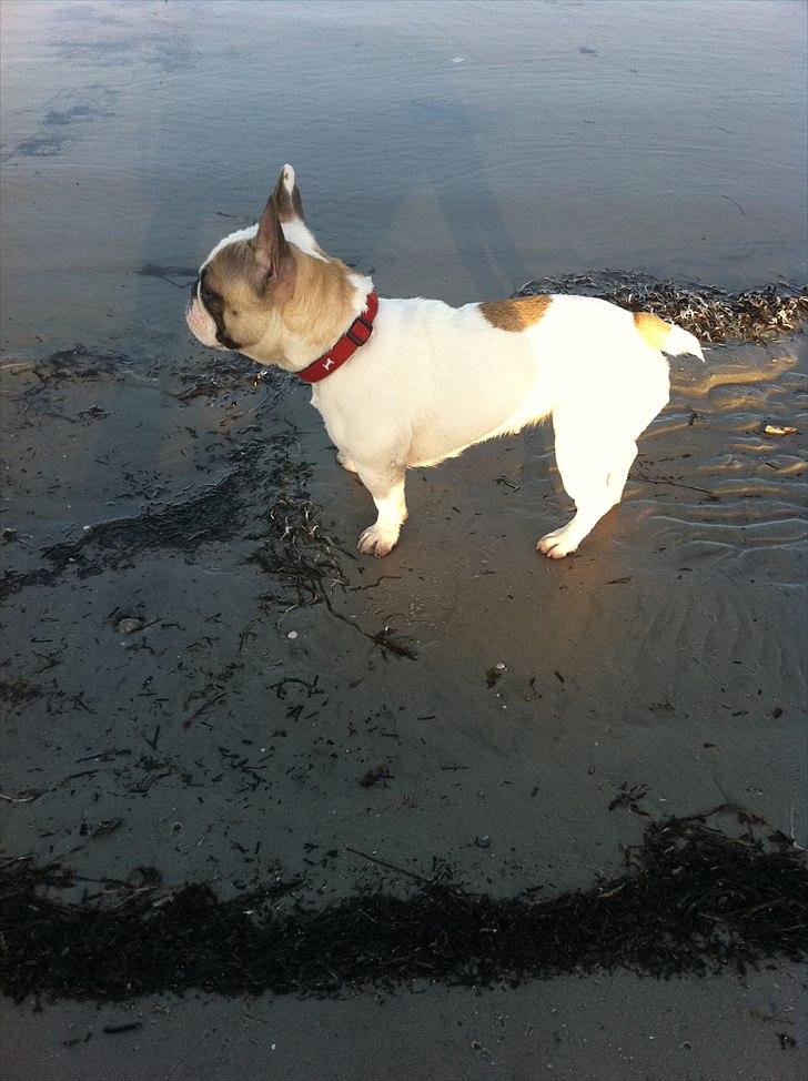 Fransk bulldog Sille - Mmh, står lige og nyder udsigten billede 8