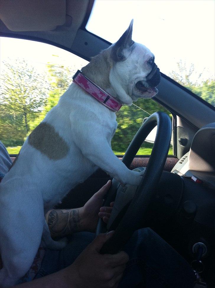 Fransk bulldog Sille - Ude og køre dyt bil med far :-) billede 9