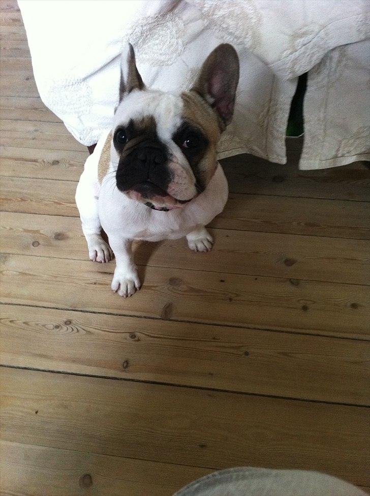 Fransk bulldog Sille billede 10