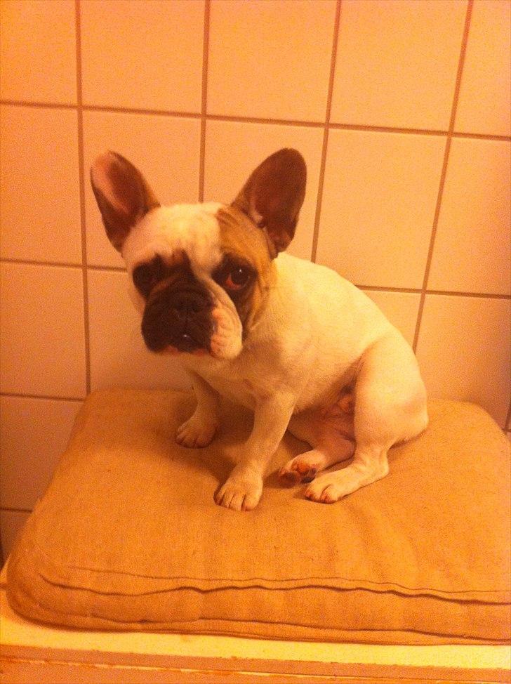 Fransk bulldog Sille billede 11