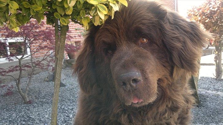Newfoundlænder *Beauty* (Newetta's) R.I.P - 16/11-2012 billede 1