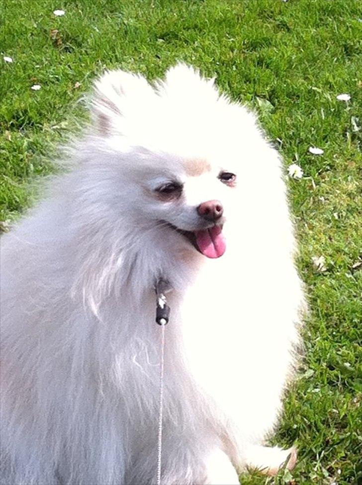 Pomeranian Coco billede 17