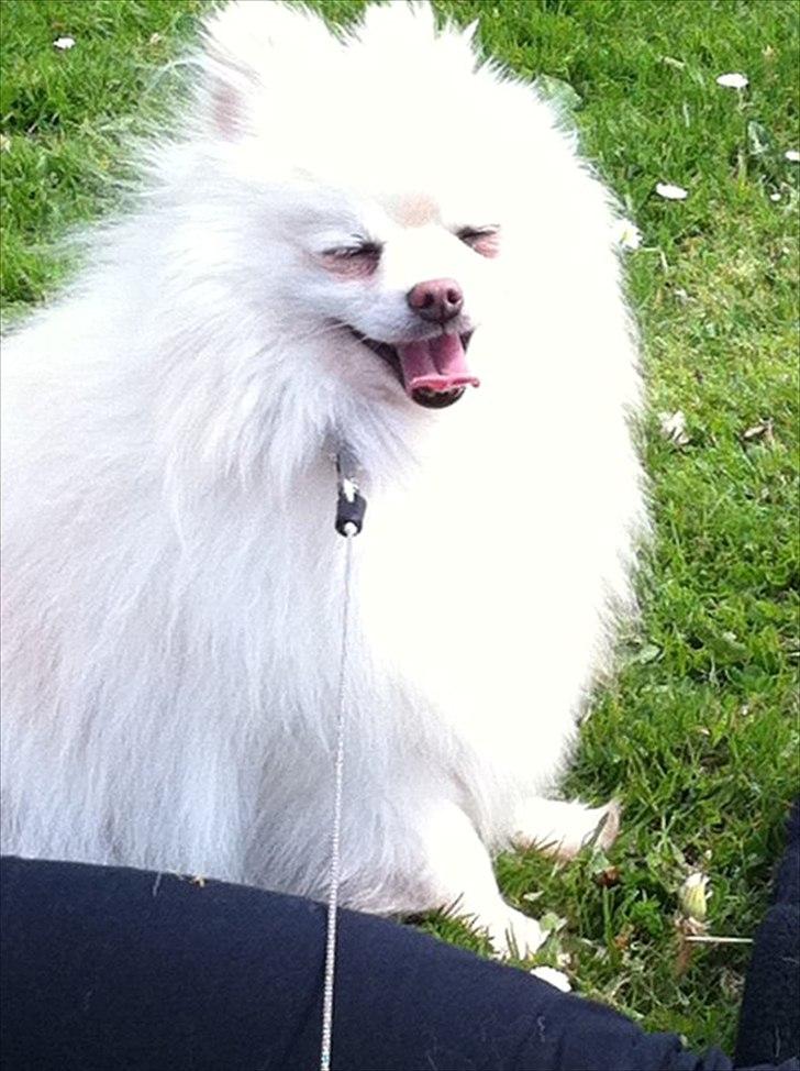 Pomeranian Coco billede 18