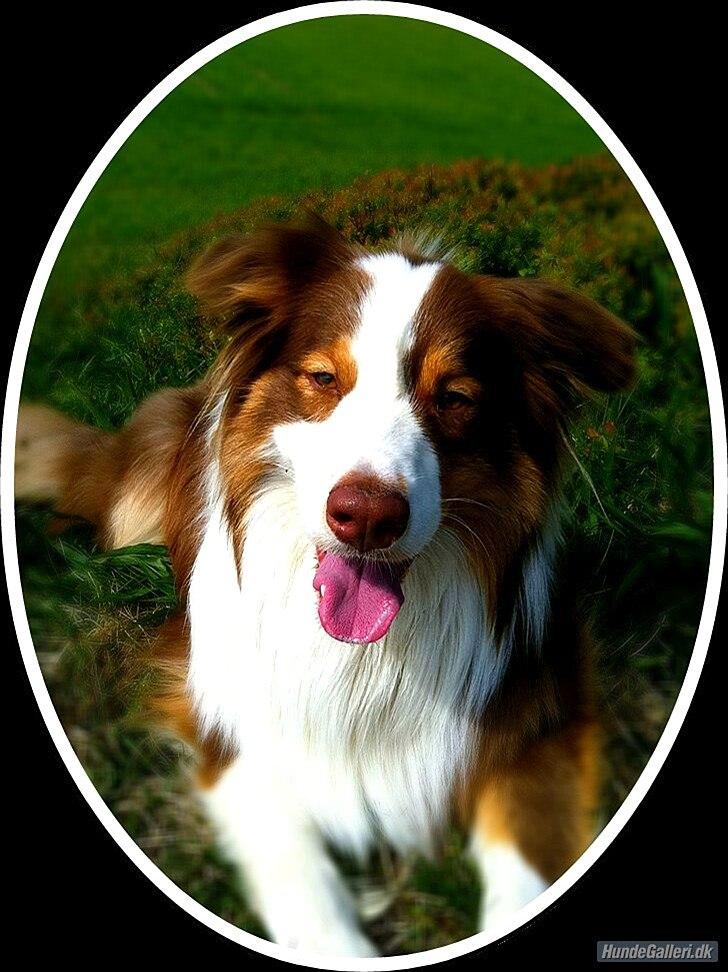 Australian shepherd Godrumgaard's Jaman - Cody - Billedet er redigeret af Søs Og Steffen L. billede 2
