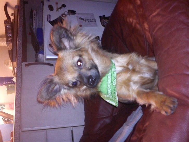 Blanding af racer Max billede 1