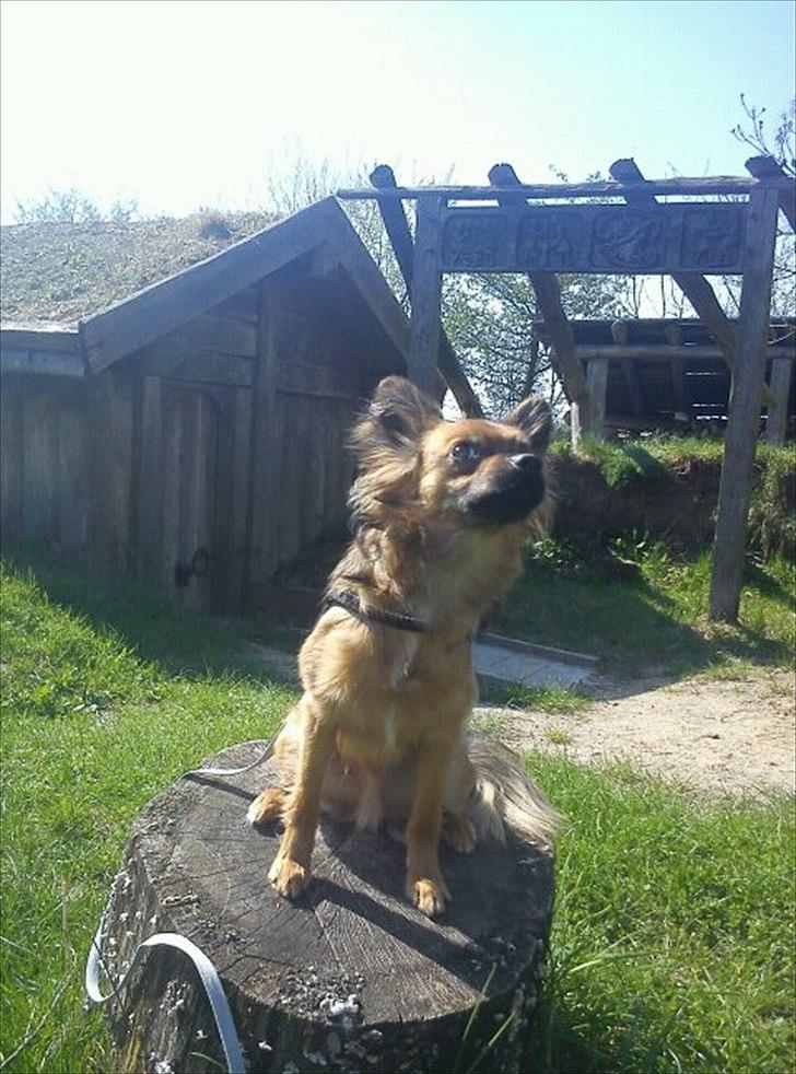 Blanding af racer Max billede 2