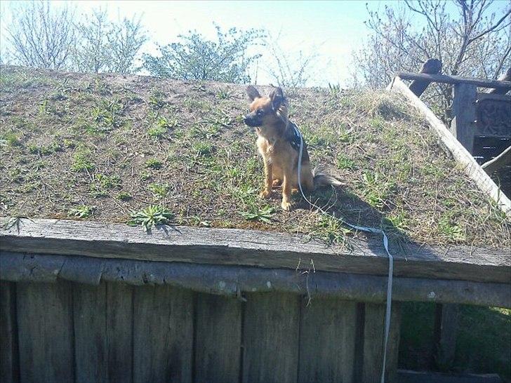 Blanding af racer Max billede 3