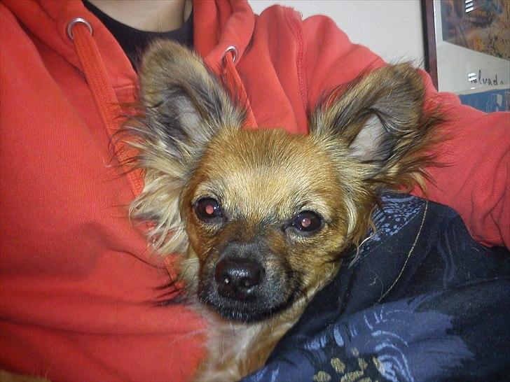 Blanding af racer Max billede 4