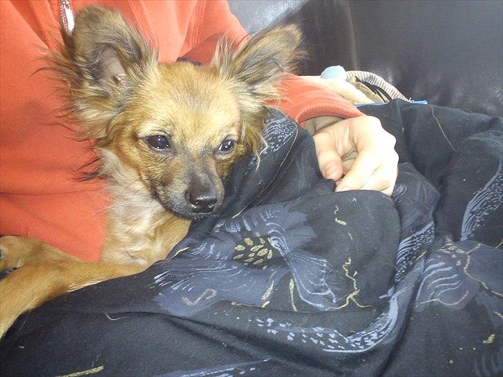 Blanding af racer Max billede 5