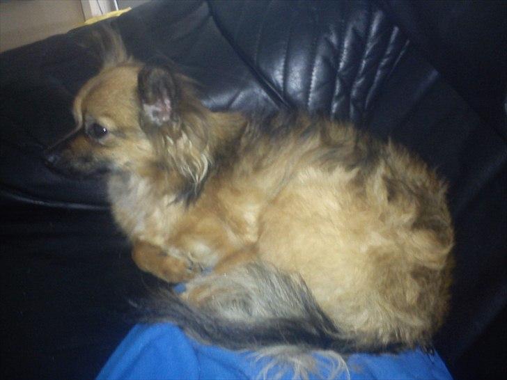 Blanding af racer Max billede 6