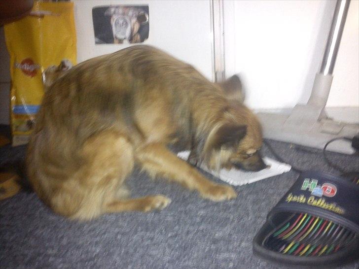 Blanding af racer Max billede 7