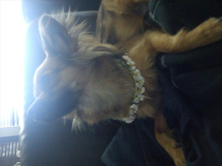 Blanding af racer Max billede 8