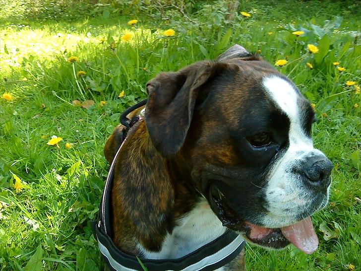 Boxer Kahvi - Taget d. 20 maj 2011 billede 17