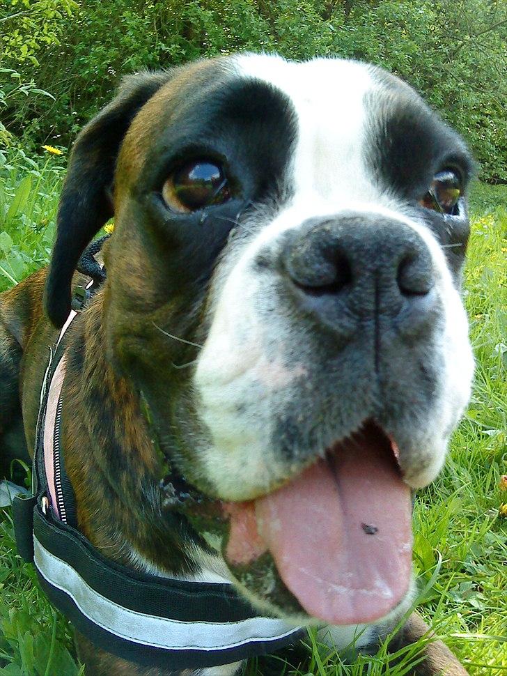 Boxer Kahvi billede 18