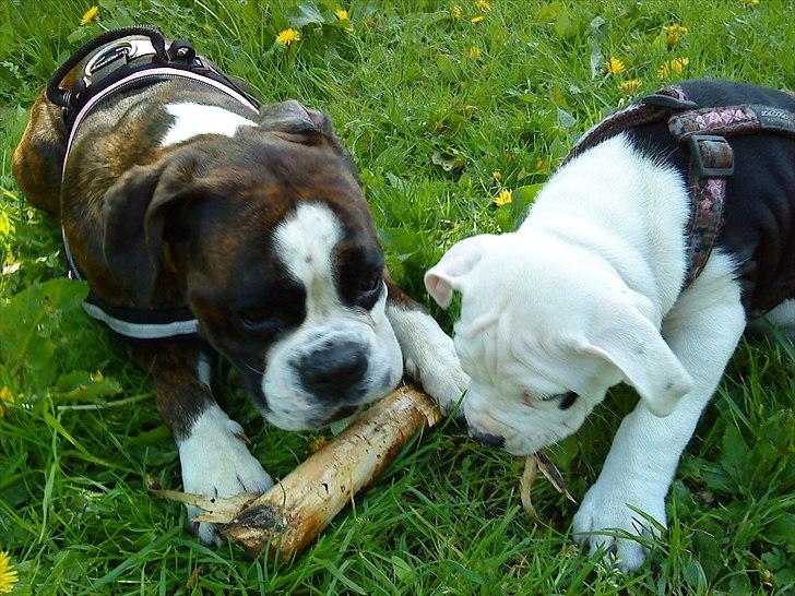 Boxer Kahvi - En tur i skoven billede 19