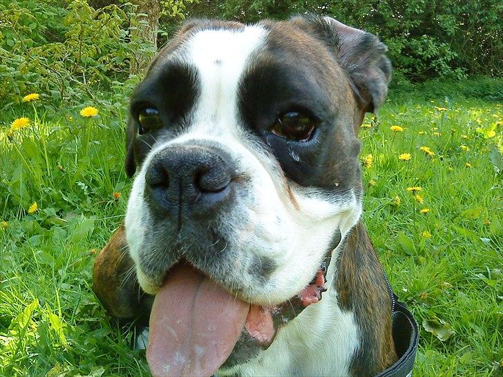 Boxer Kahvi billede 20